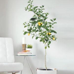 Meyer Lemon Tree | 3-4 ft