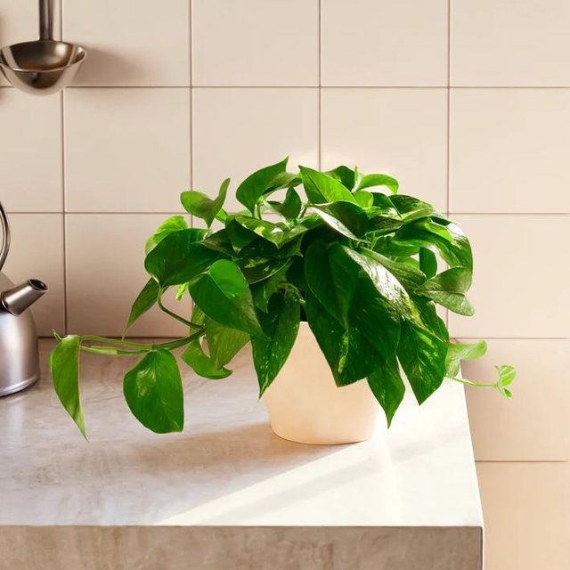 Golden Pothos Plant