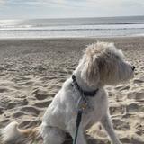 Venice Beach