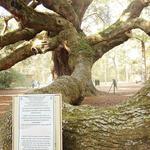 Visit The Angel Oak Tree