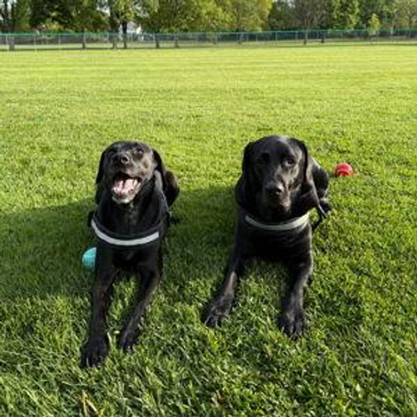 Our Dog Sitter Fund