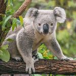 Currumbin Wildlife Sanctuary
