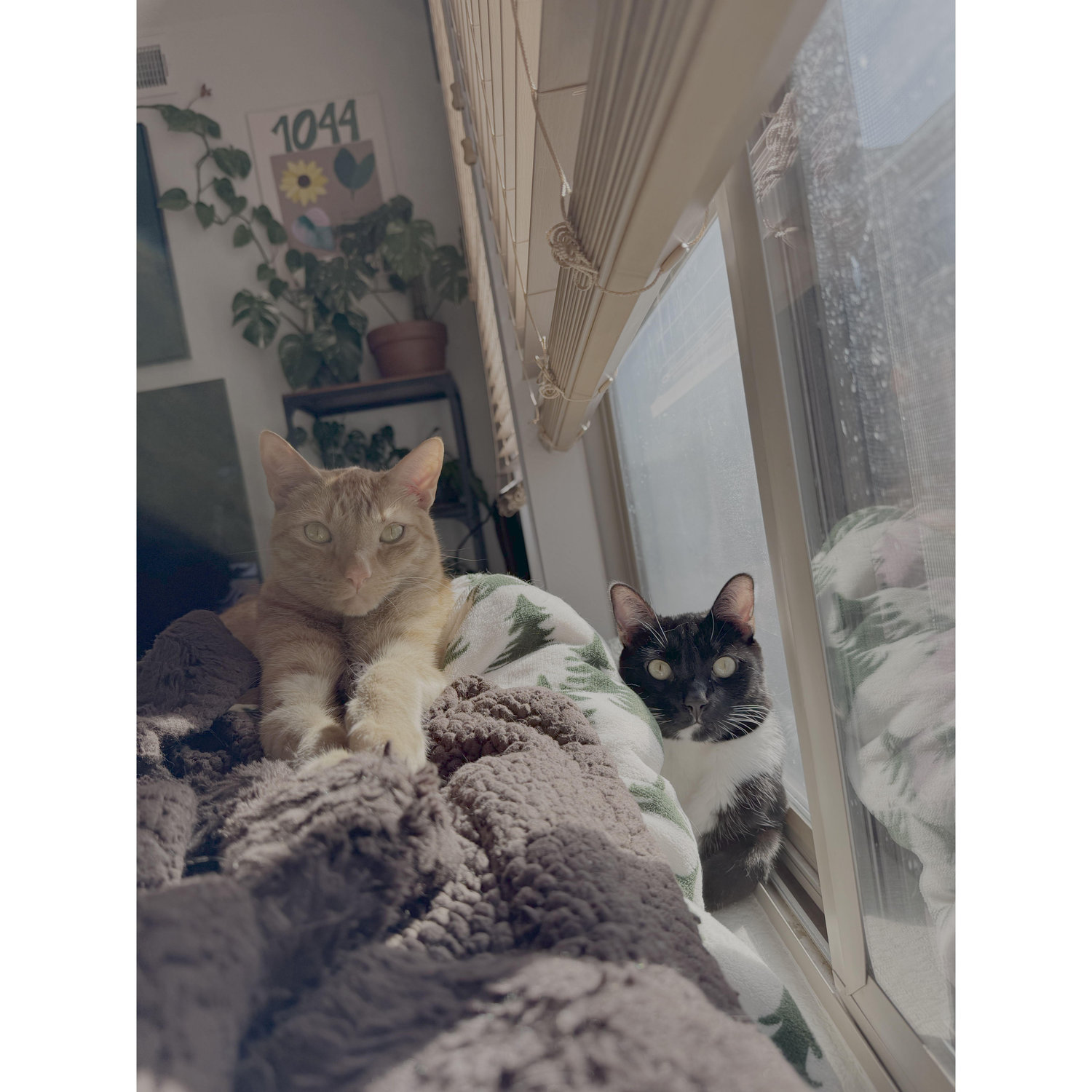 Both cats deserve a moment!
