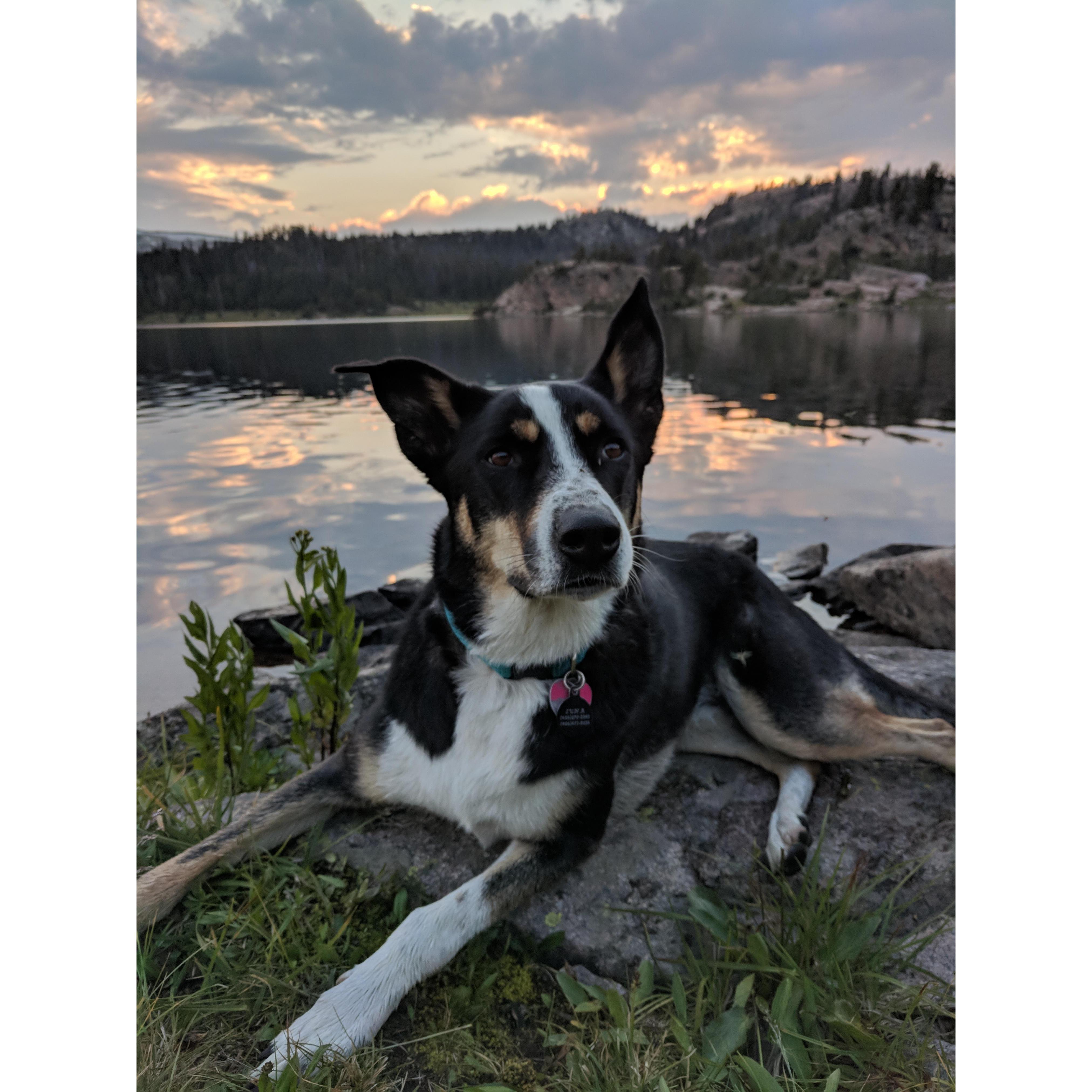 Luna at Beauty Lake in the Beartooths