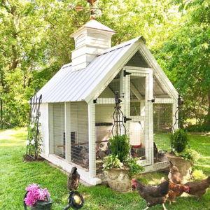 Chickens!