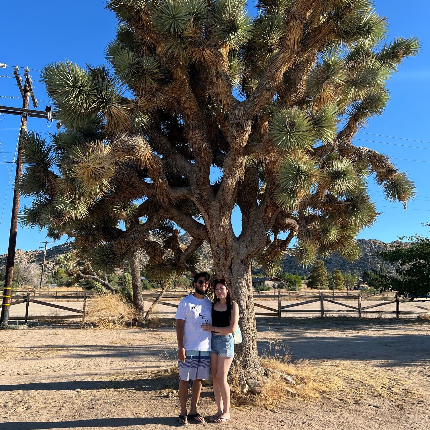 We try to go to Joshua Tree every year.