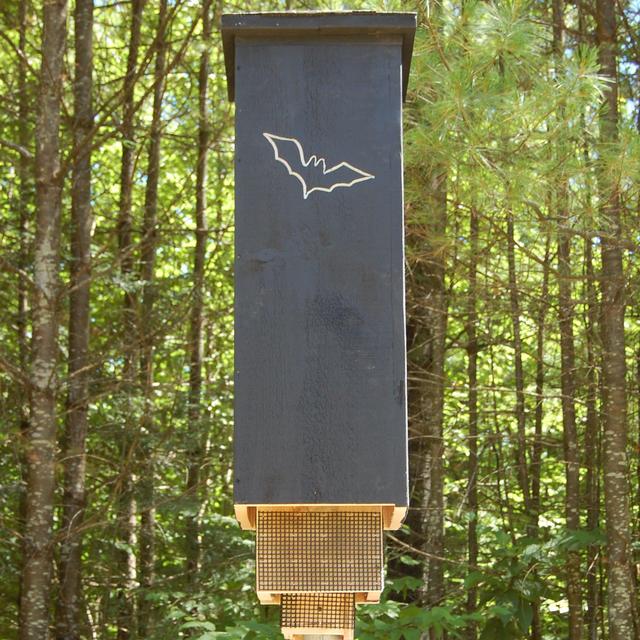 Rocket Bat Box - Zone 3