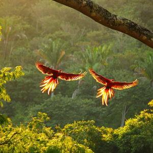 Honeymoon Birding & Other Excursions