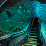 OdySea Aquarium