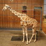 Como Park Zoo & Conservatory (FREE)