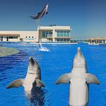 Marineland Dolphin Adventure