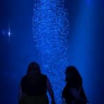 Wonders Of Wildlife National Museum & Aquarium ($$)