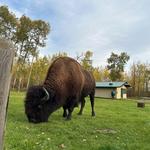 Elk Island National Park