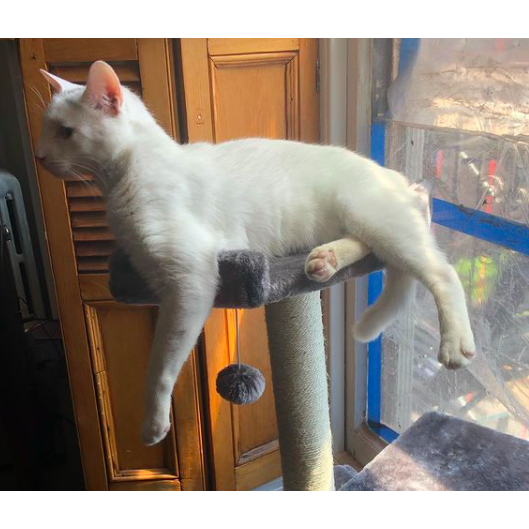 Winston the cat - the most important family member