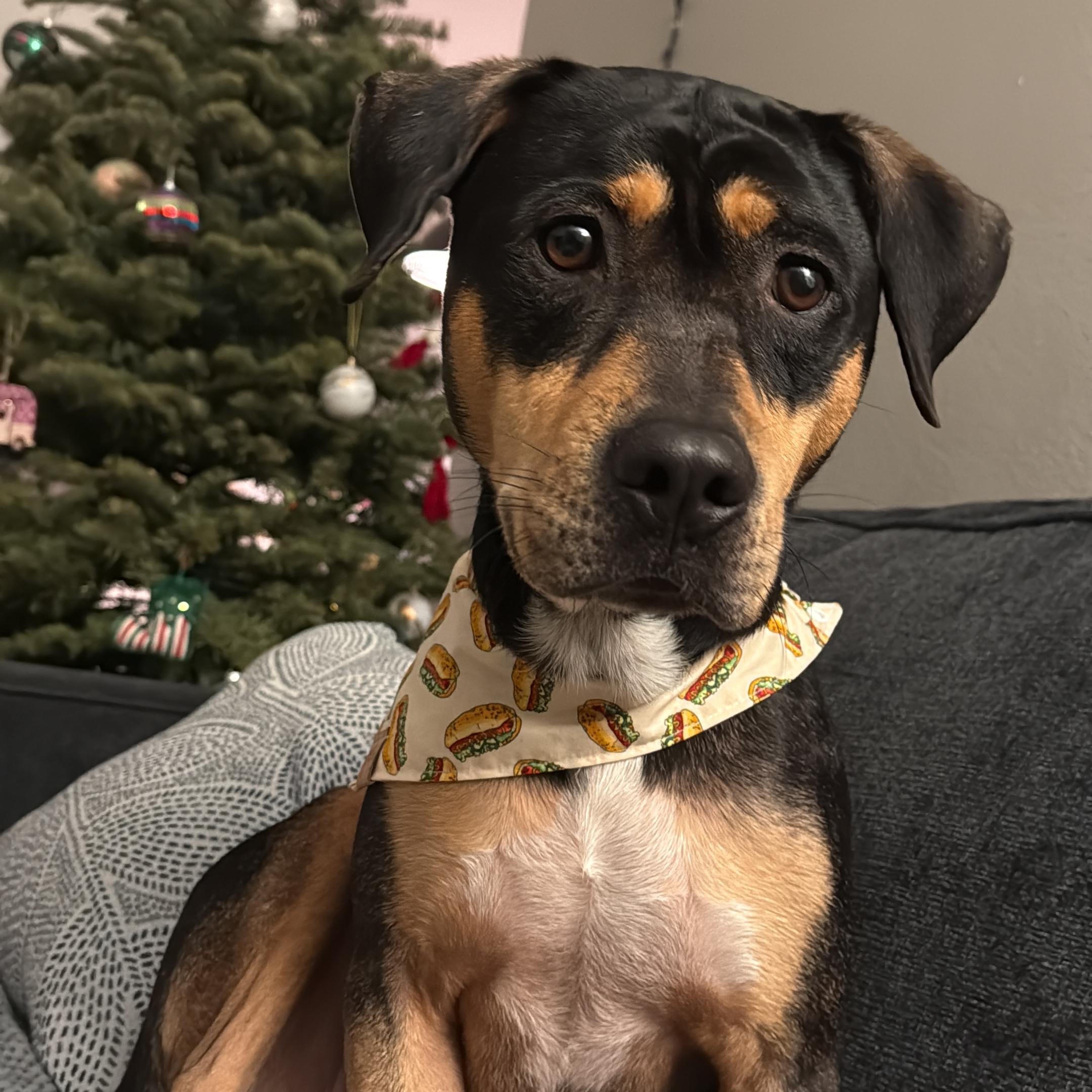 Honeymoon Pet Sitting for Lantern 🐾