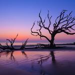 Driftwood Beach