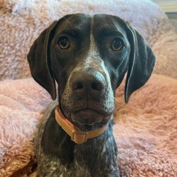 Pet Sitter For Our Wedding