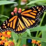 Butterfly Conservatory