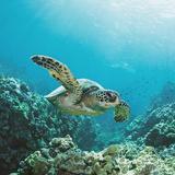 Turtle Canyons Snorkel Adventure in Waikiki