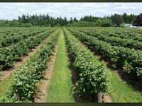 Fujii Farms Inc.