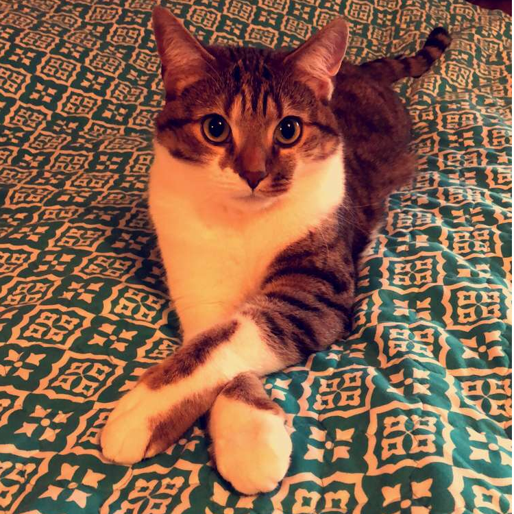 Elegant Bruno