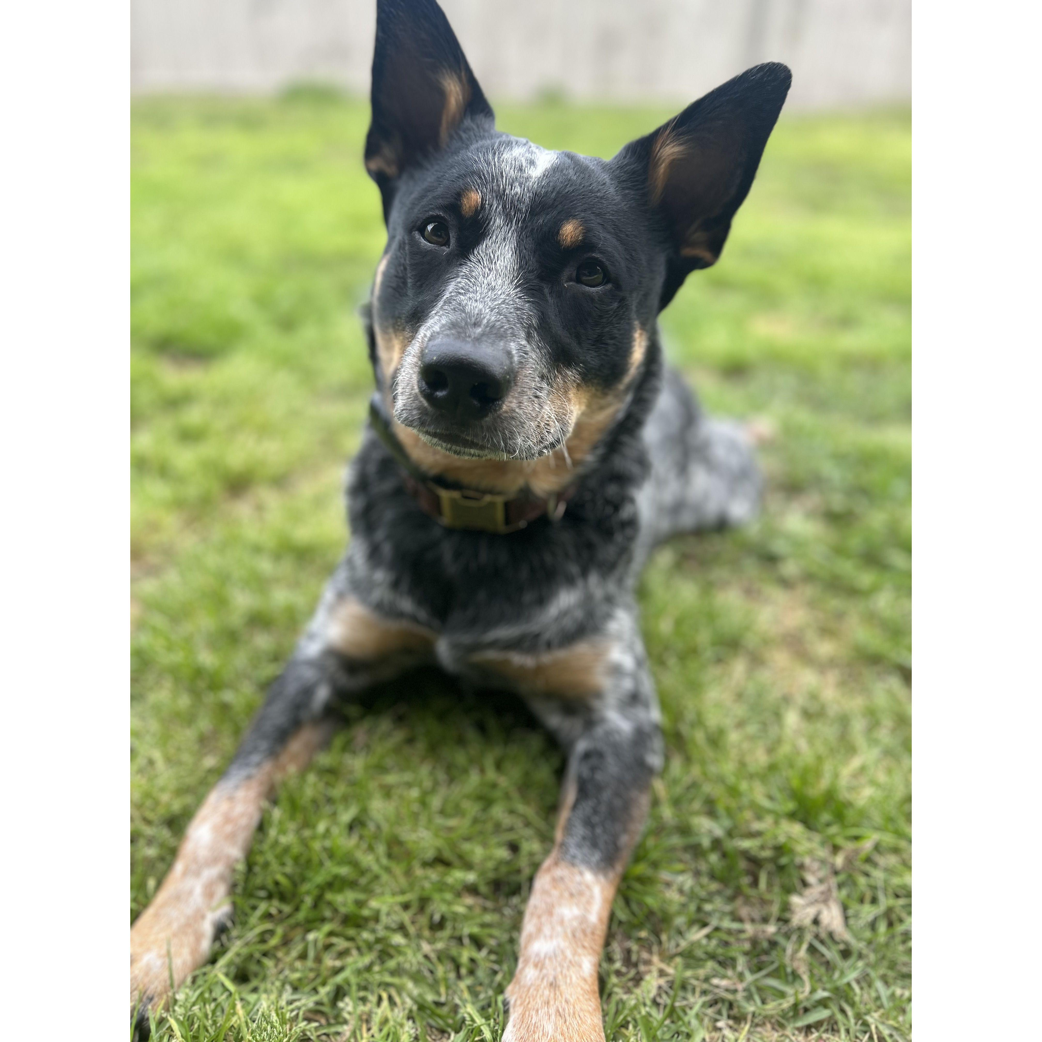Our first "fur" baby; Ray Ray