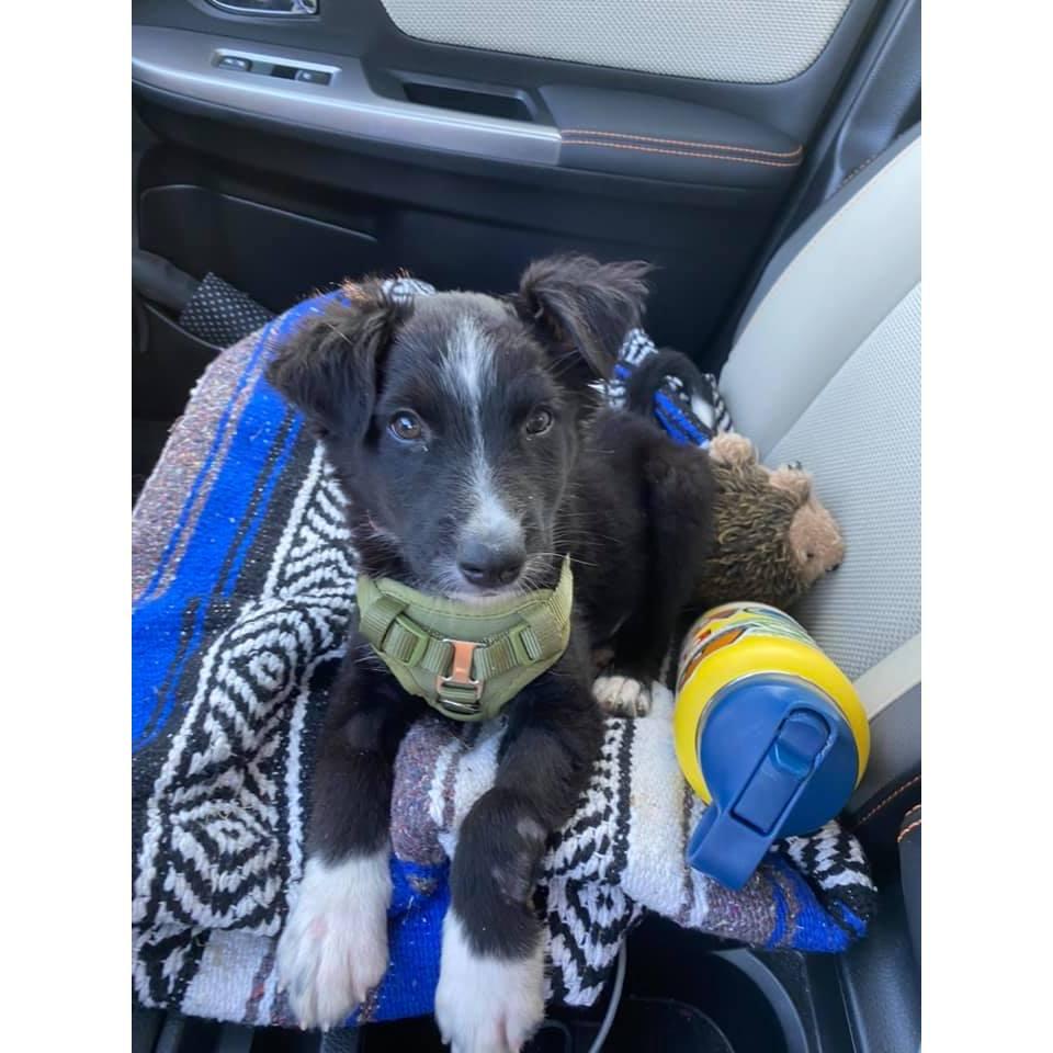 Our baby Banjo.
