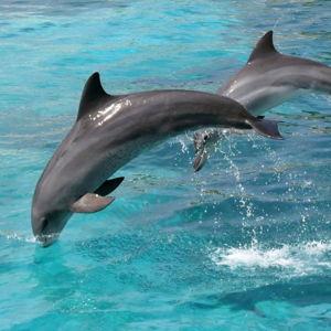 Dolphin/Whale Watching Boat Tour