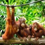 Sepilok Orangutan Rehabilitation Centre, Sandakan, Sabah.
