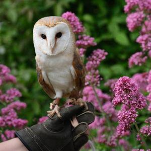 Falconry in the Cotswolds