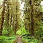 Olympic National Park