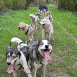 Huskey D'Anjou
