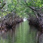 Lido Key Mangrove Kayak Tours