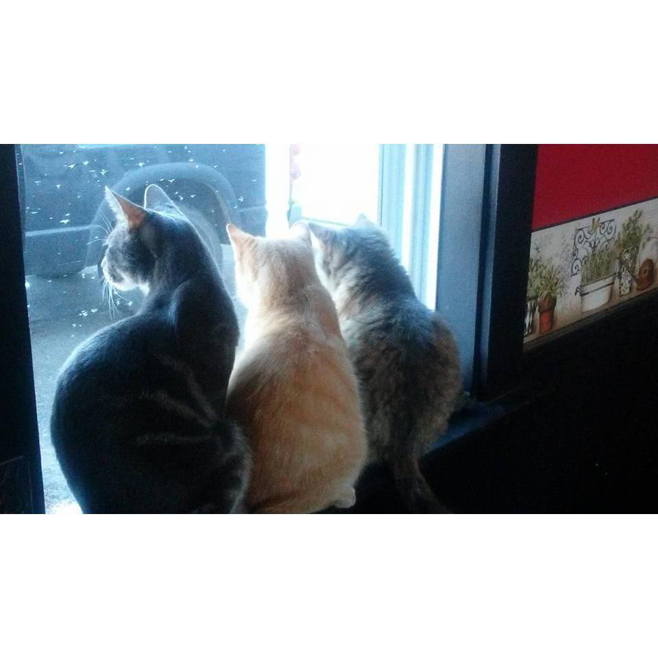 Itty Buns, Tiggles, Wiggles

3 out of 4 of our babies. These animals are our everything!!