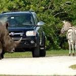 Lion Country Safari