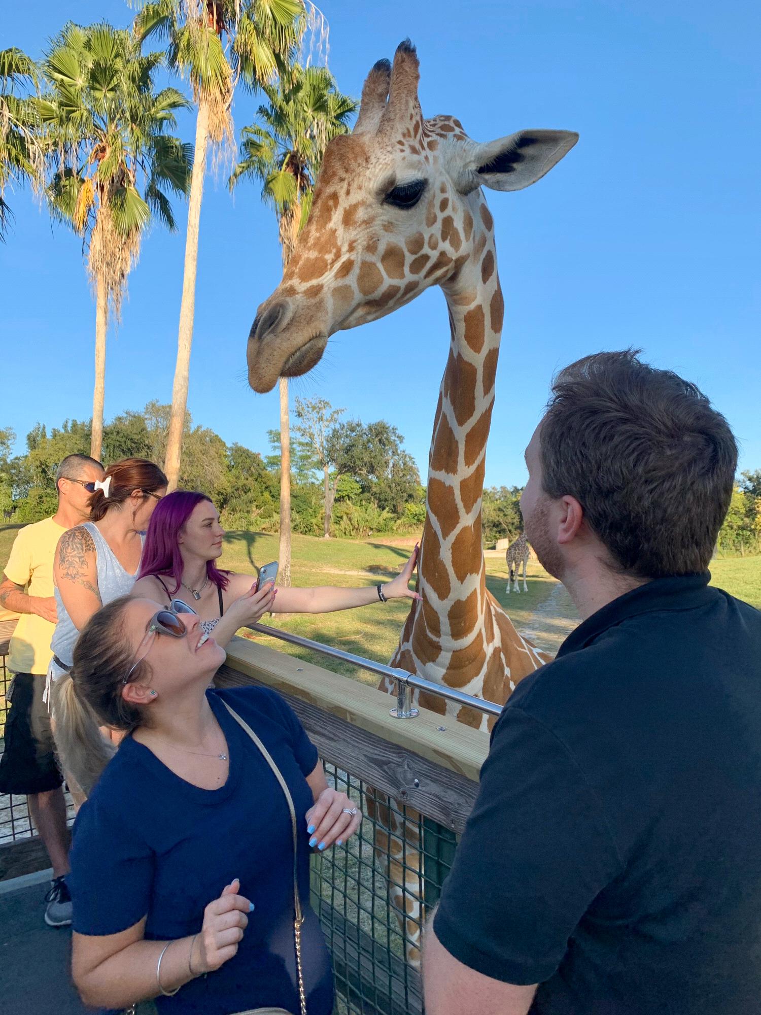 Feeding Giraffe's @Busch Gardens!