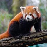 Roger Williams Park Zoo