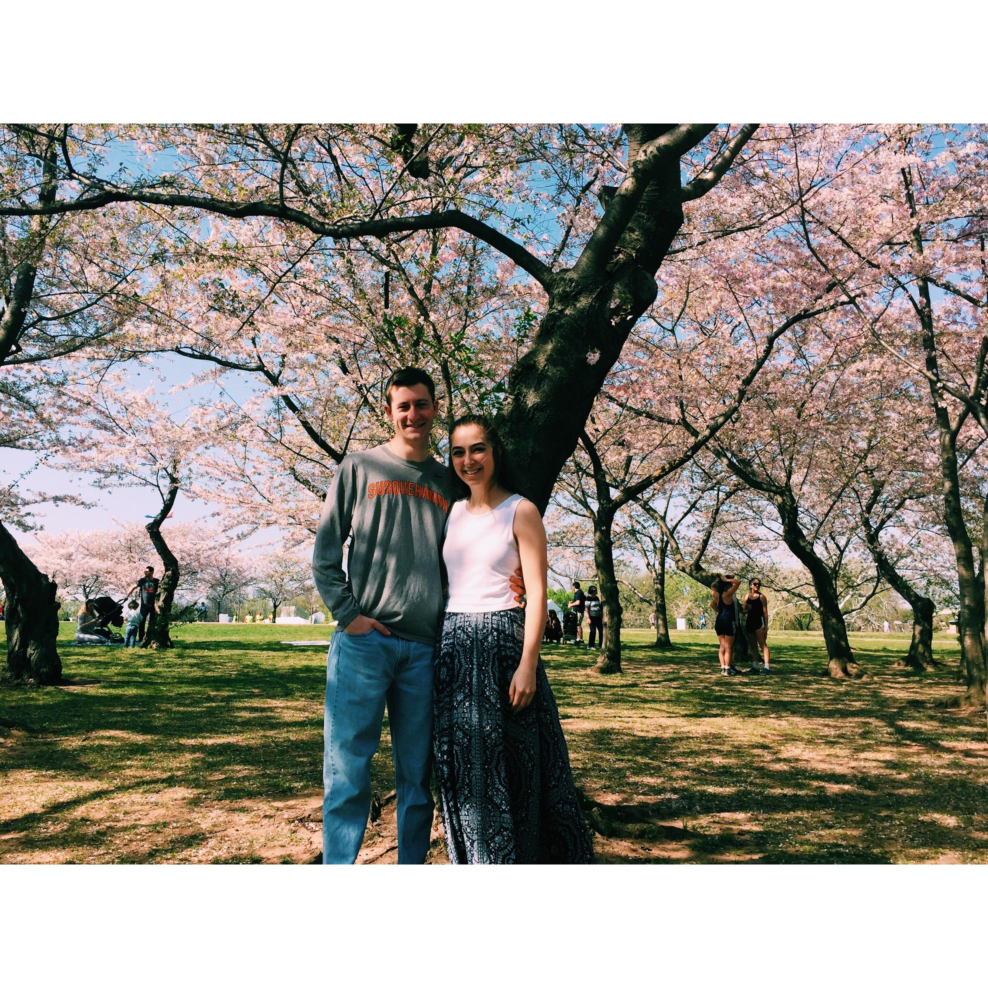 Cherry Blossom Festival in DC.