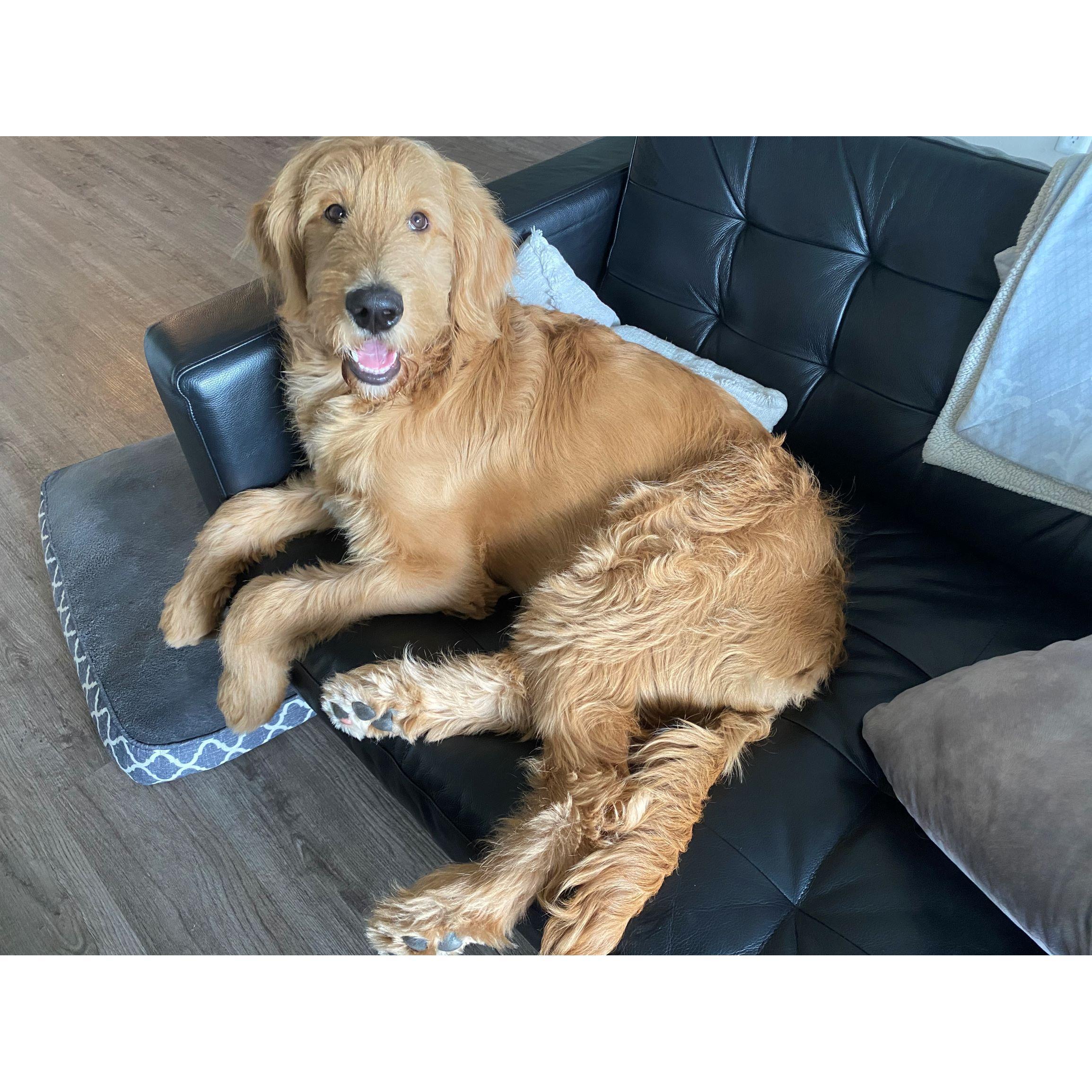 Here is a picture of our goldendoodle, Teddy!