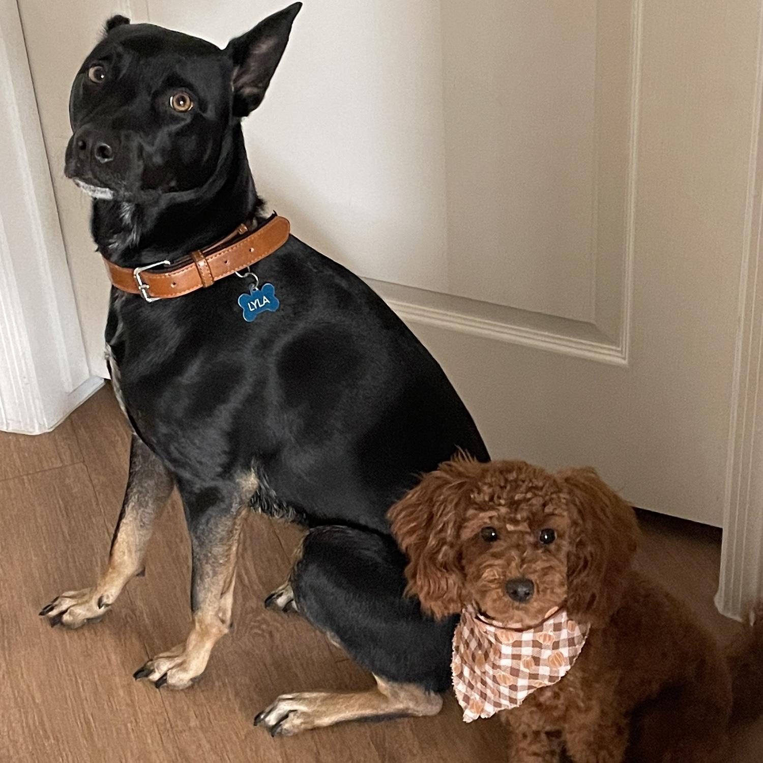 Our two dogs! Can you guess whose is whose?