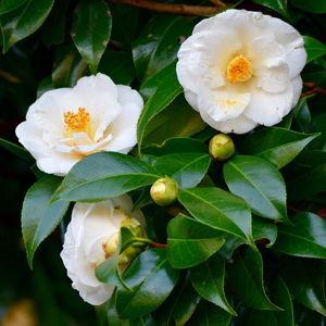 Camellias