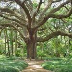 Washington Oaks Gardens State Park