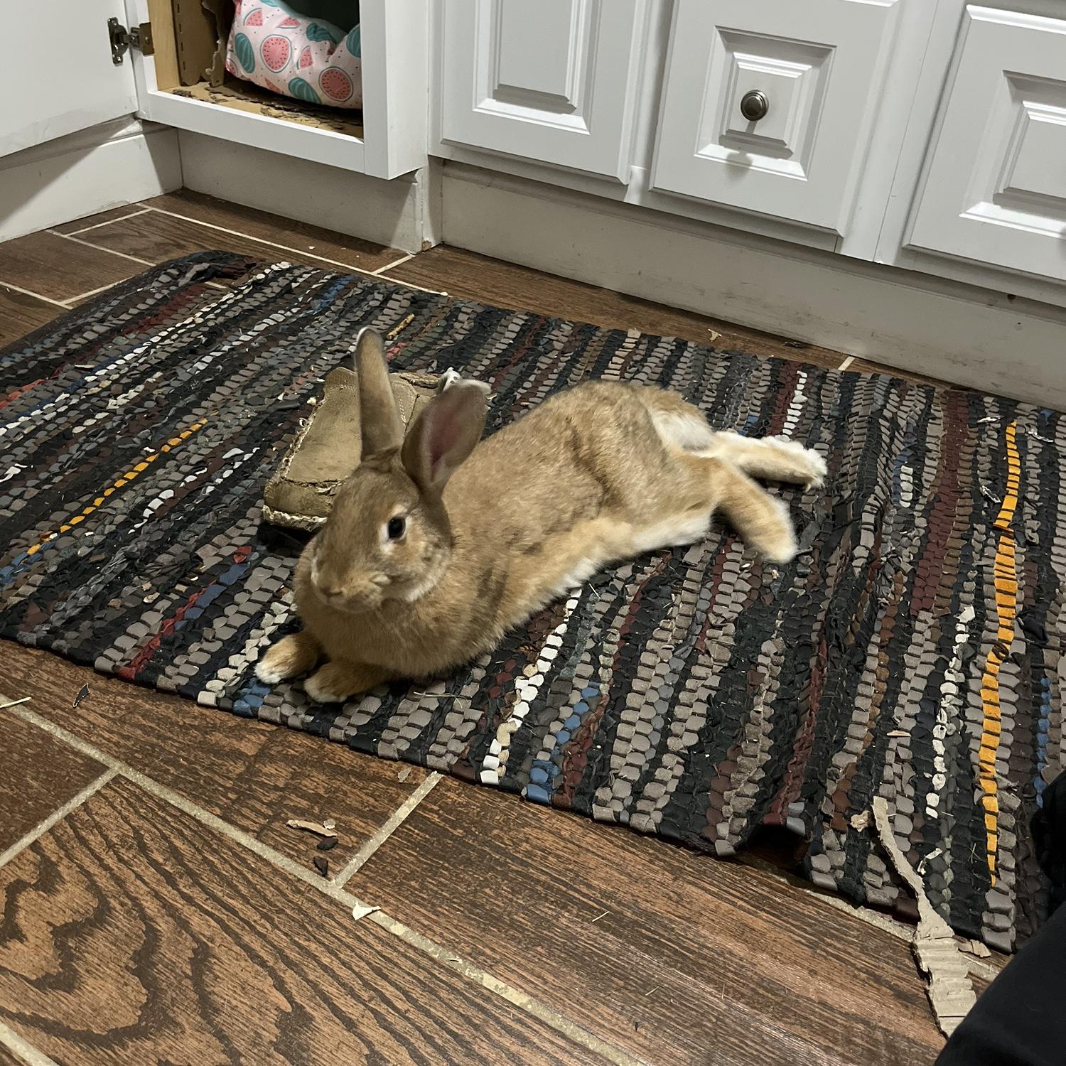 Our first pet … Evie, the rabbit!!