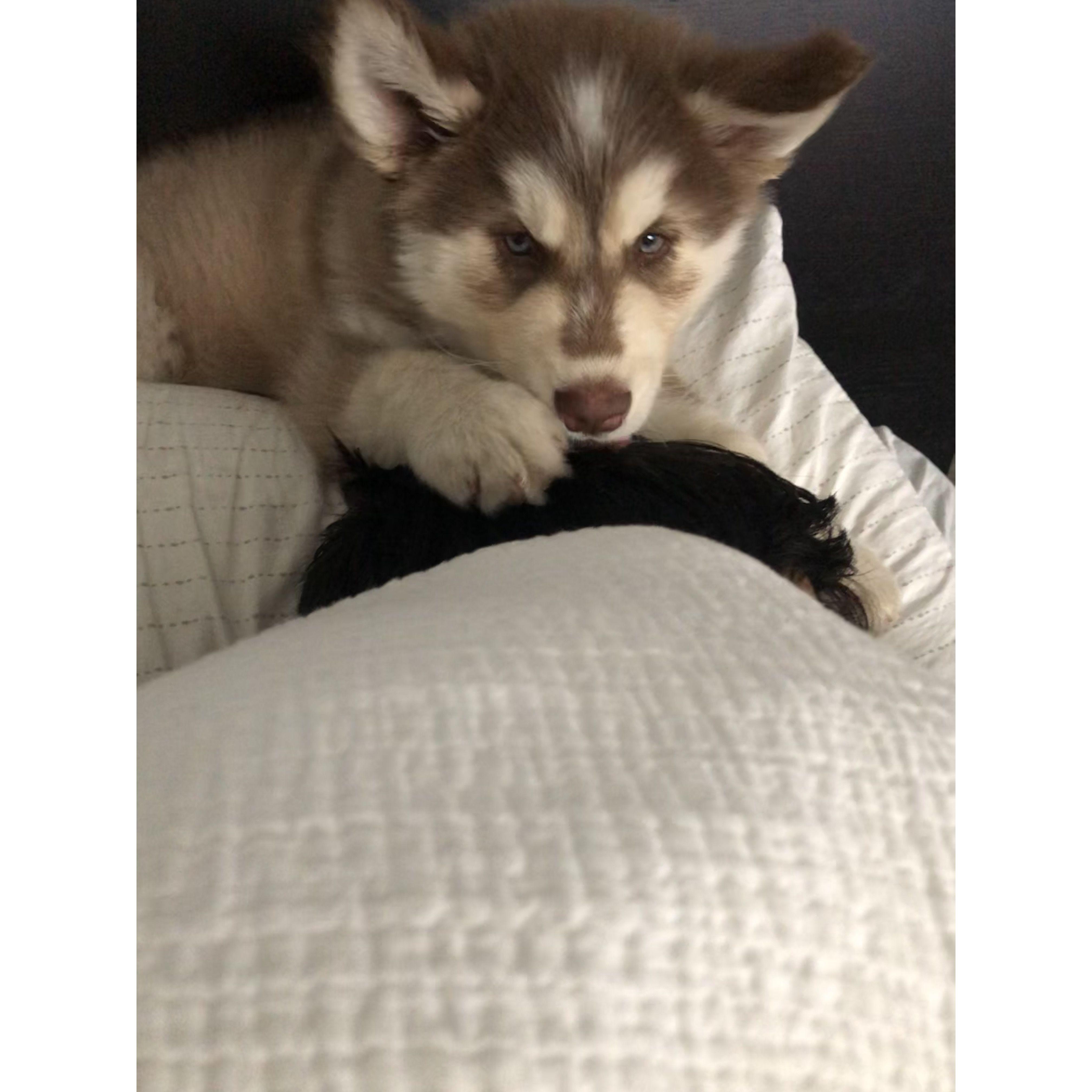 Our ray of sunshine, our baby Kenobi!