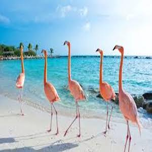 Trip to Flamingo Island in Aruba