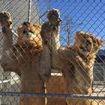 Lion Habitat Ranch inc