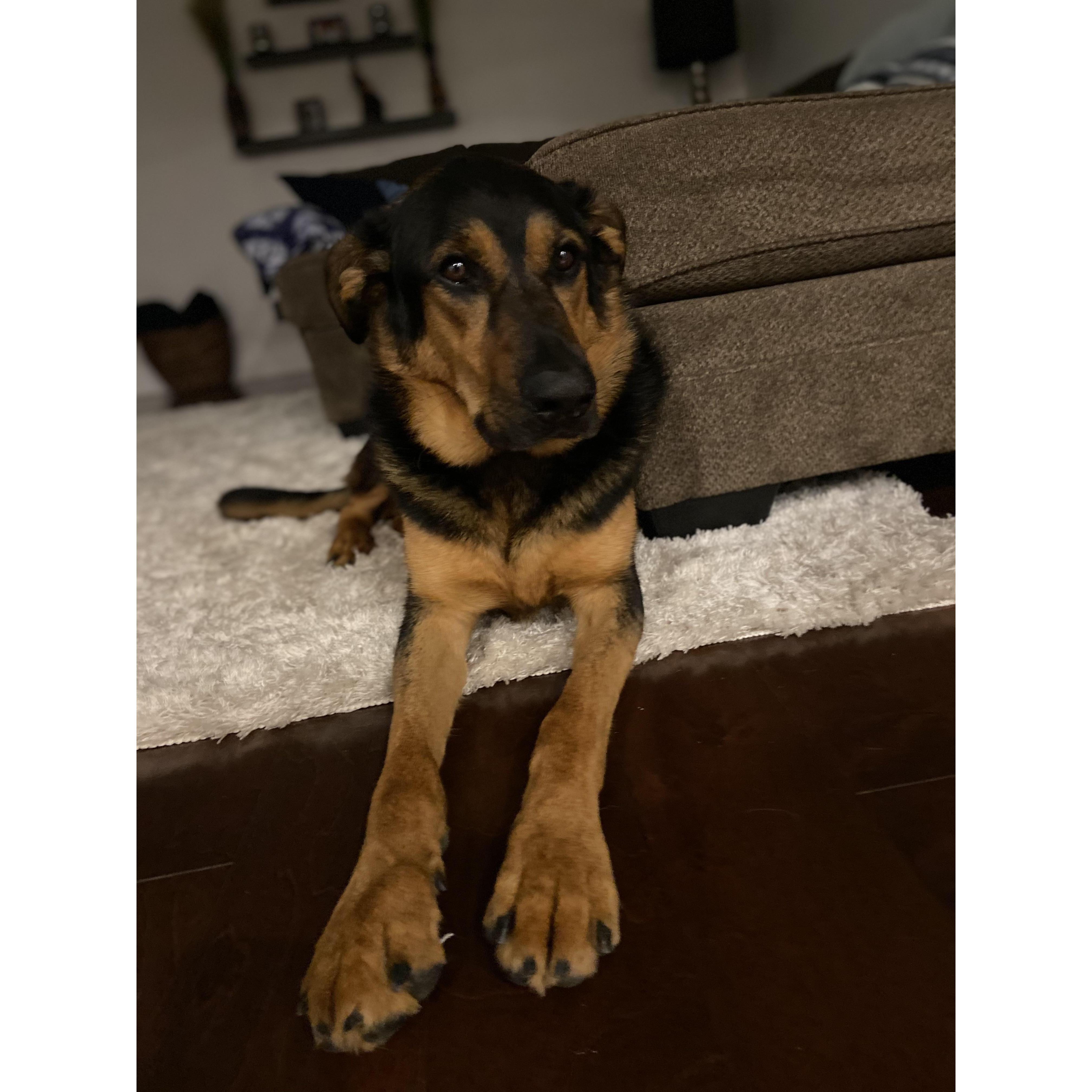 Had to include our fur baby