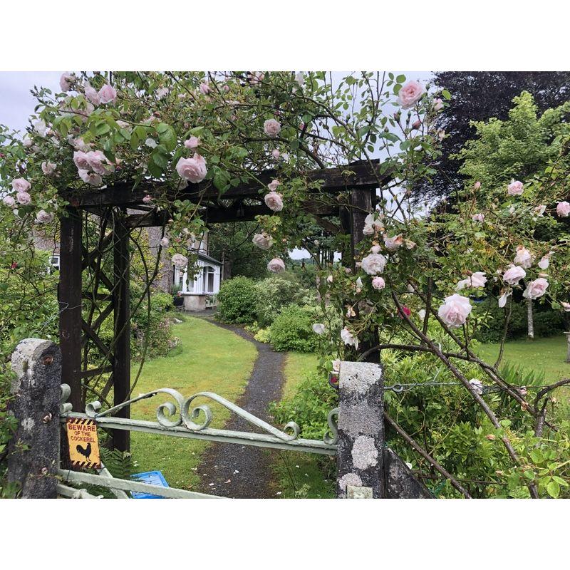 Betws y Coed, Wales | Beware of... Cockerel. (And we saw the GIANT cockerel. Sadly, not pictured.)
