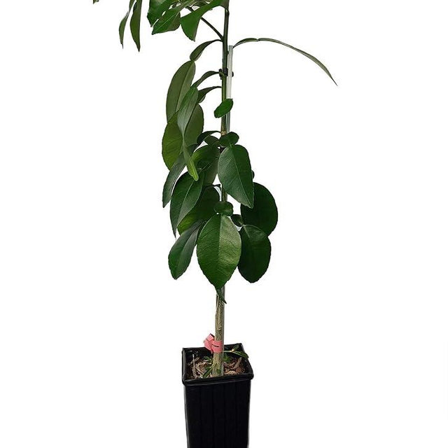 Ruby Red Grapefruit Tree - 4x12 Grower Pot - NO Shipping, TX, FL, AZ, CA, LA, HI