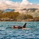 If an island getaway is in order...